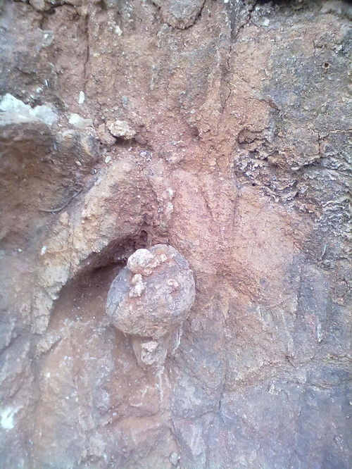 山东省潍坊市峡山区白垩纪陨石坑西侧石灰岩里的恐龙化石